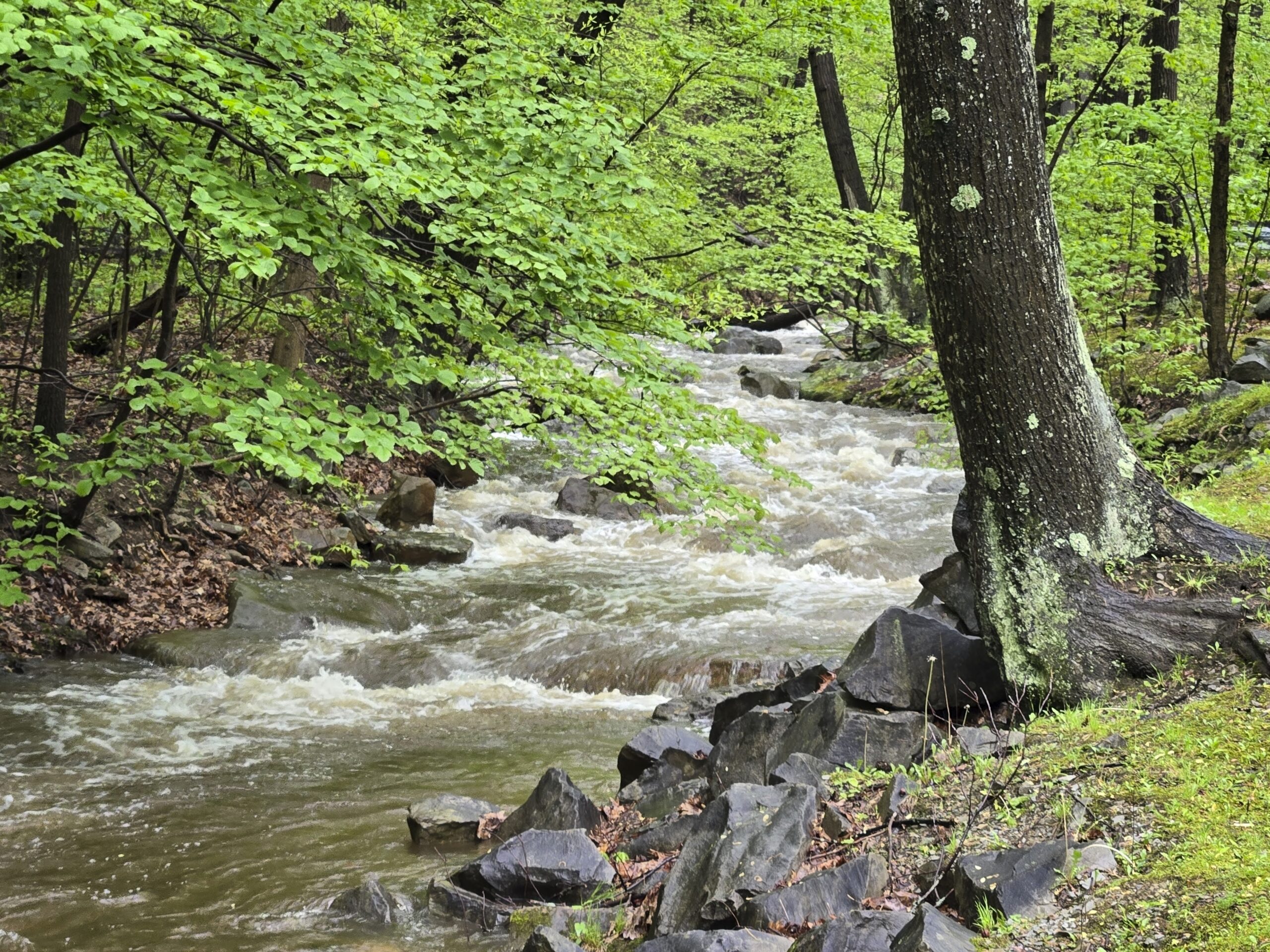 A Beautiful Wooded Park – The (Not so) Rural Pennsylvanian